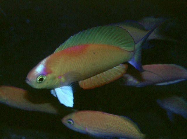 Callanthias japonicus